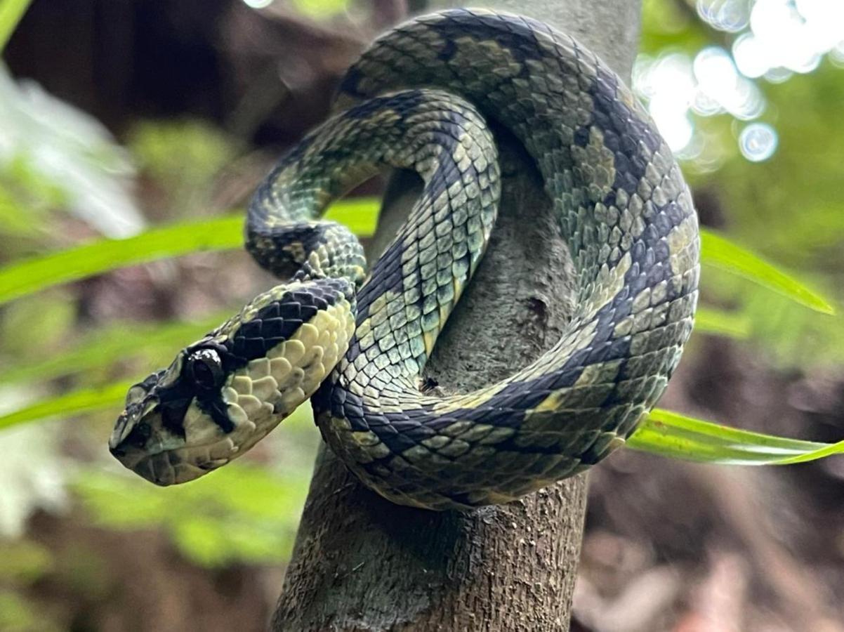 Sinharaja Vini Villa デニヤヤ エクステリア 写真