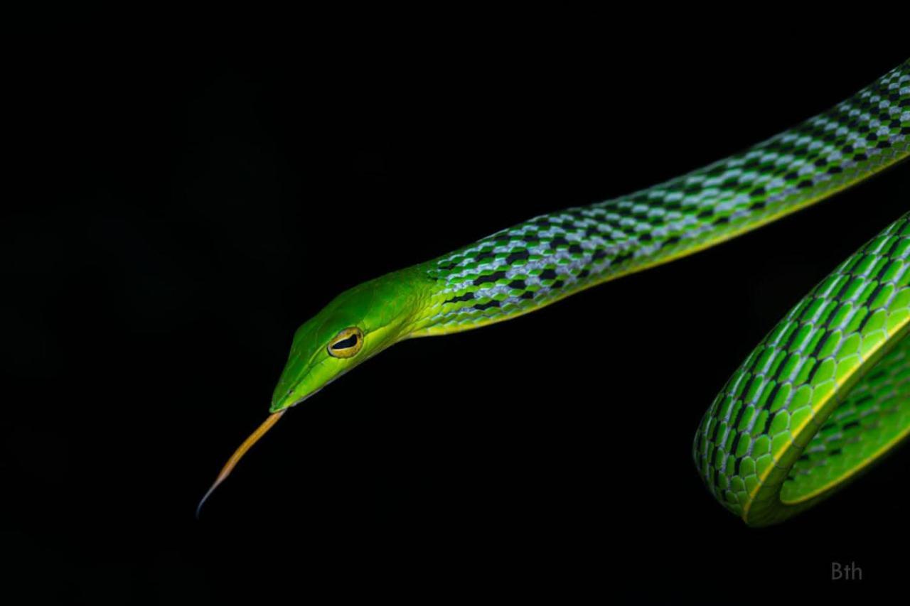 Sinharaja Vini Villa デニヤヤ エクステリア 写真