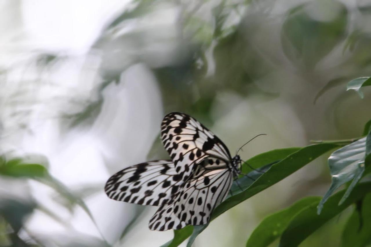 Sinharaja Vini Villa デニヤヤ エクステリア 写真