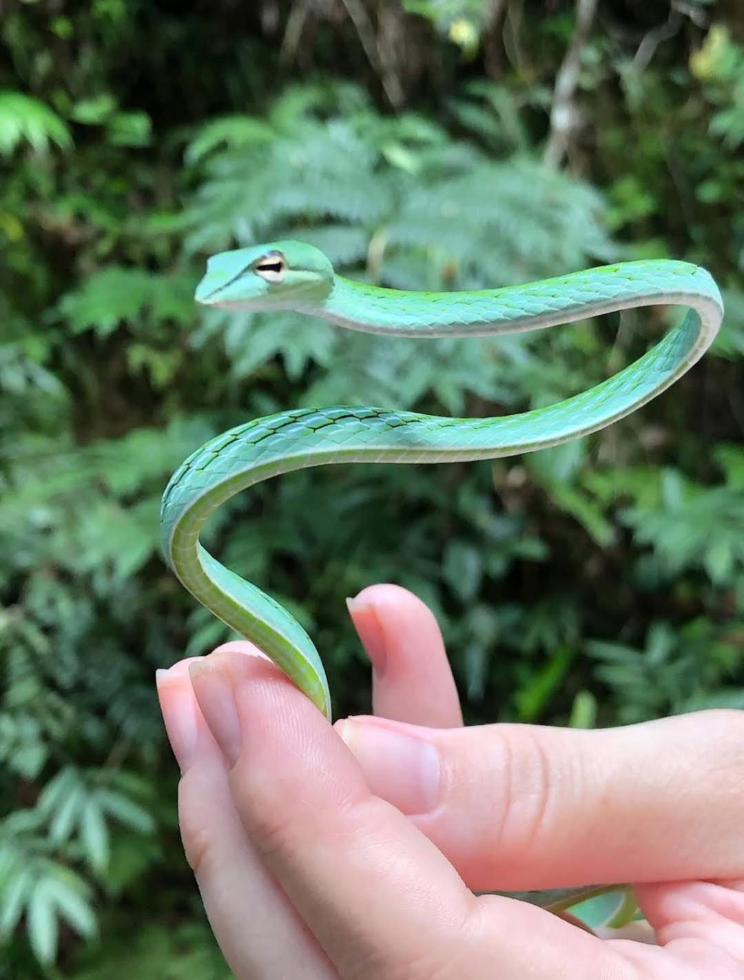 Sinharaja Vini Villa デニヤヤ エクステリア 写真