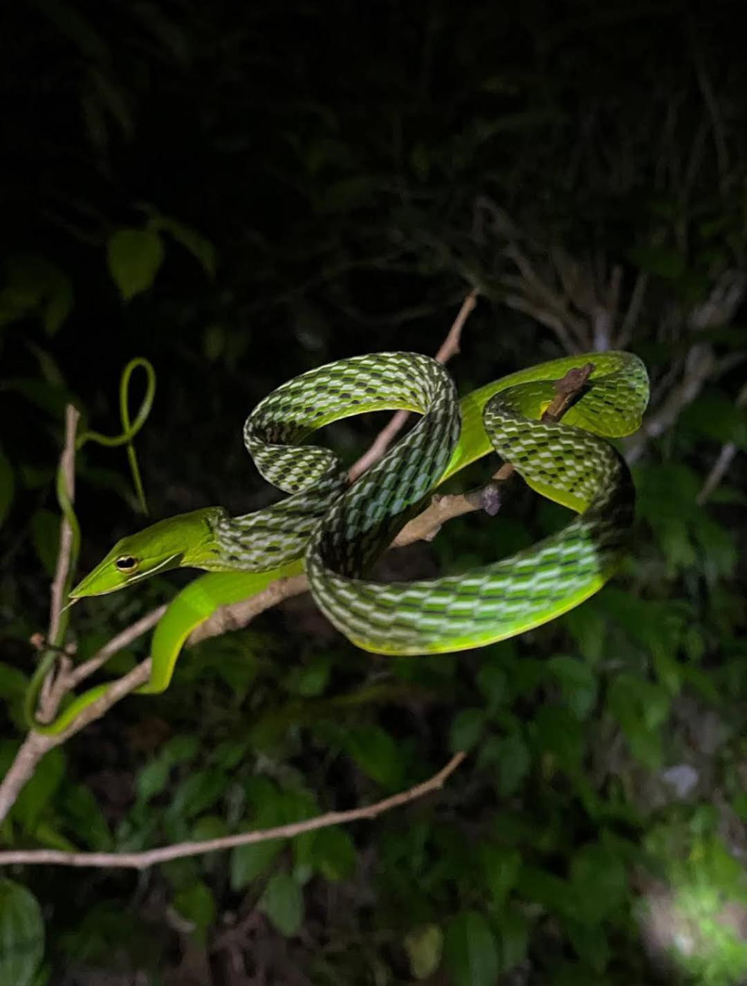 Sinharaja Vini Villa デニヤヤ エクステリア 写真