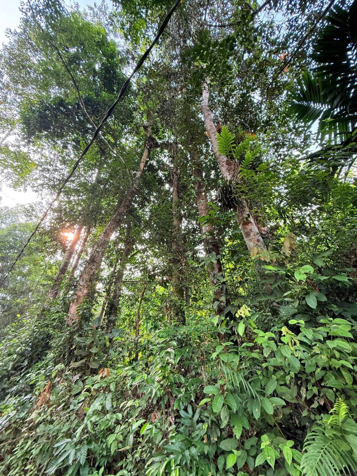Sinharaja Vini Villa デニヤヤ エクステリア 写真