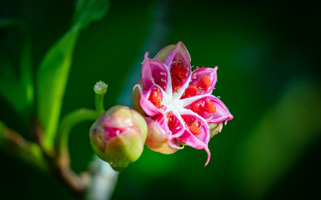 Sinharaja Vini Villa デニヤヤ エクステリア 写真